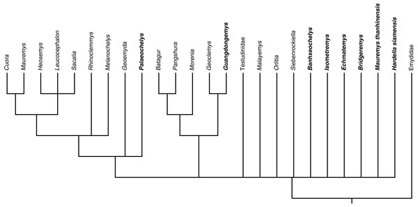Summary of the individual position of each fossil species in the strict consensus of 133,736 MPTs, keeping only one fossil species at a time.