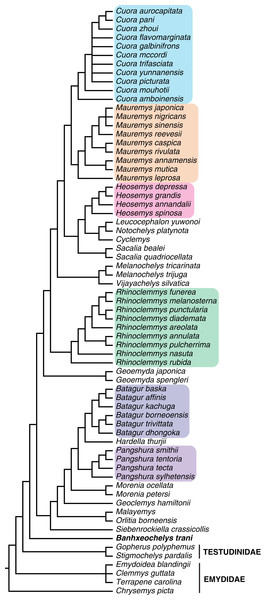 Strict consensus of eight most parsimonious trees resulting from analysis that includes Banhxeochelys trani as the only active fossil species.