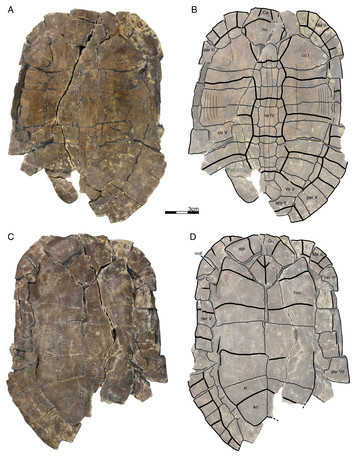 A new testudinoid turtle from the middle to late Eocene of Vietnam [PeerJ]