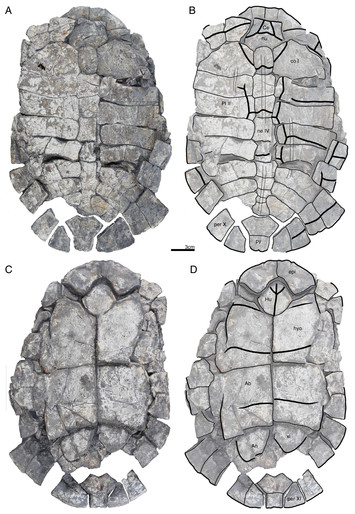 A new testudinoid turtle from the middle to late Eocene of Vietnam [PeerJ]