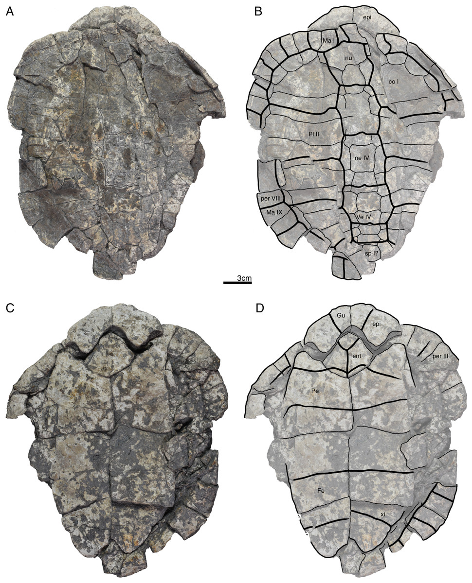 A new testudinoid turtle from the middle to late Eocene of Vietnam [PeerJ]