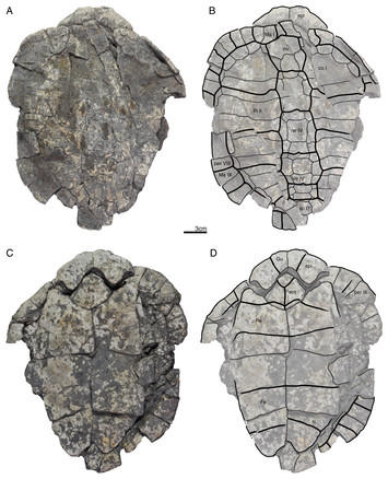 A new testudinoid turtle from the middle to late Eocene of Vietnam [PeerJ]