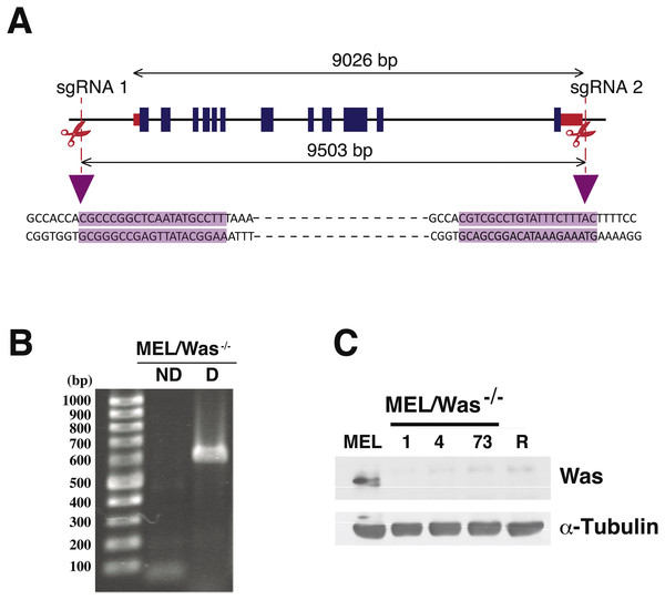 Deletion of Was in MEL cells using CRISPR/Cas9.