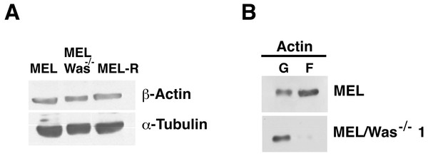 G-/F-actin ratio is altered in MEL/Was−∕− cells.