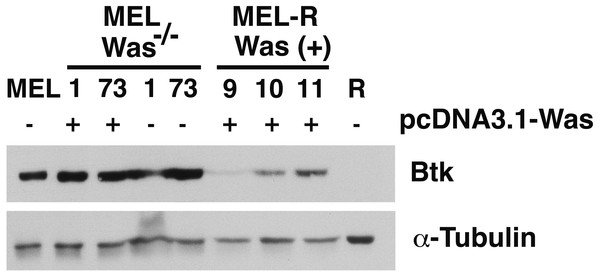 Induction of Was expression in MEL-R cells stimulates Btk expression.