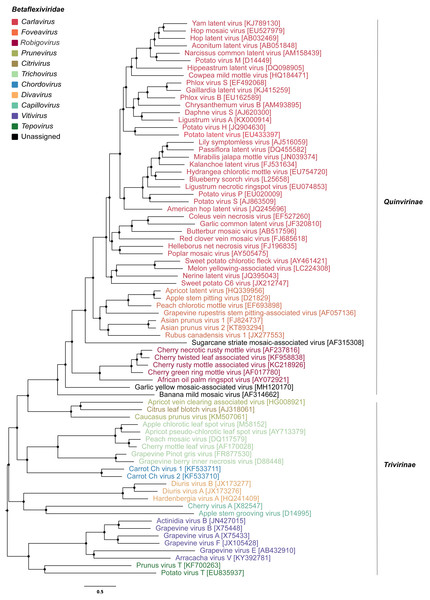 Phylogenetic tree of viruses classified within the family Betaflexiviridae.