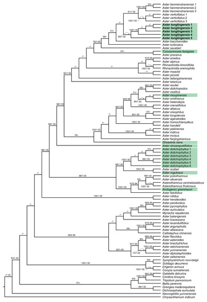 Cladogram of the maximum likelihood (ML) phylogenetic tree of Aster.