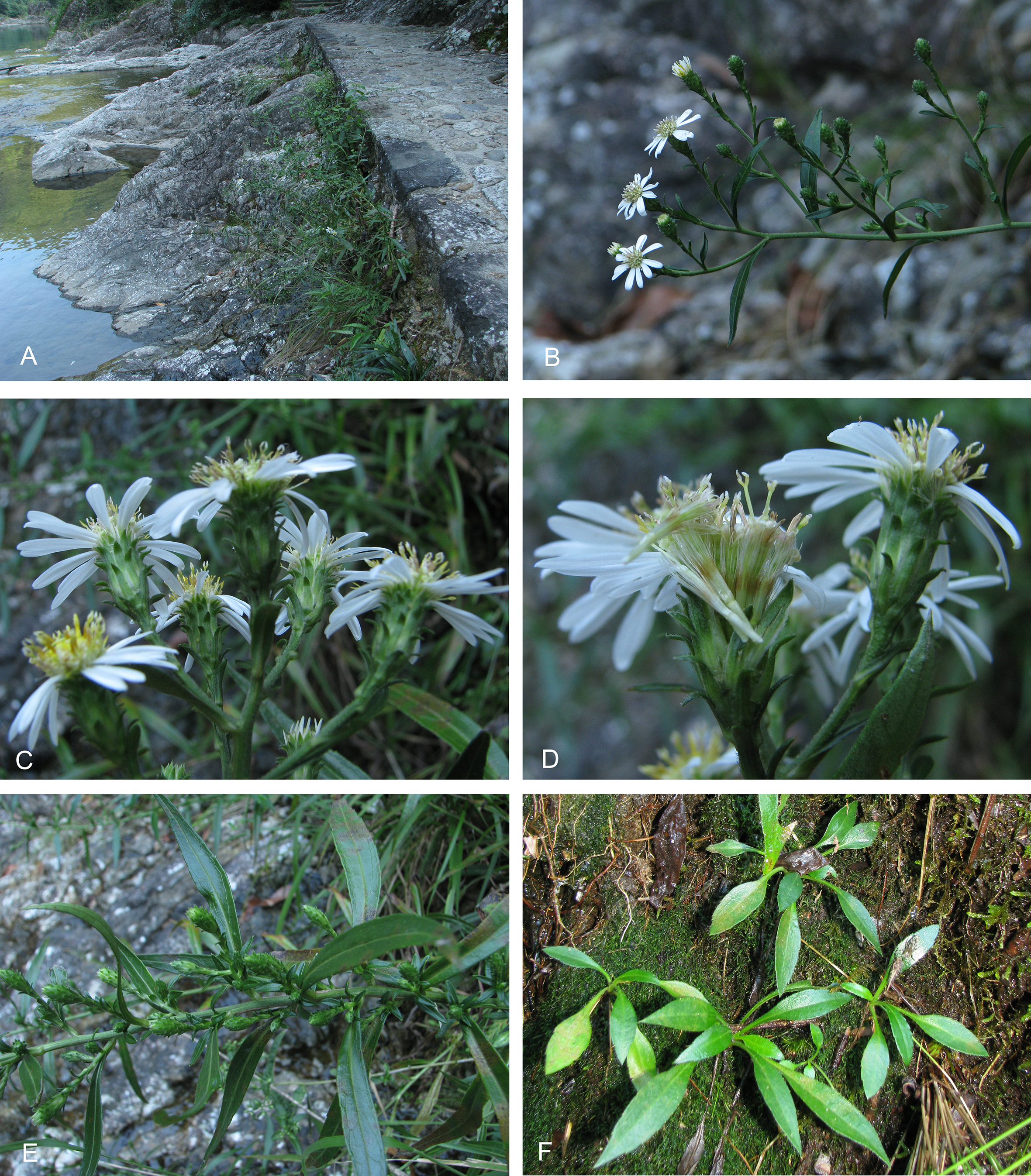 Convergent Origin Of The Narrowly Lanceolate Leaf In The Genus Aster With Special Reference To An Unexpected Discovery Of A New Aster Species From East China Peerj