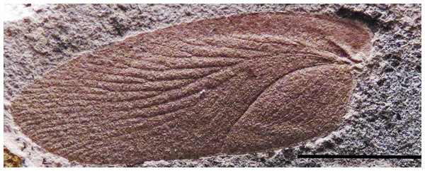 New large cockroach from the Late Palaeozoic of Uruguay.