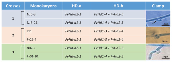 Detail of three different crosses between five F. velutipes strains (NJ6-3, NJ6-21, L11, Fv25-4, Fv01-10) with different HD-a but similar HD-b subloci.