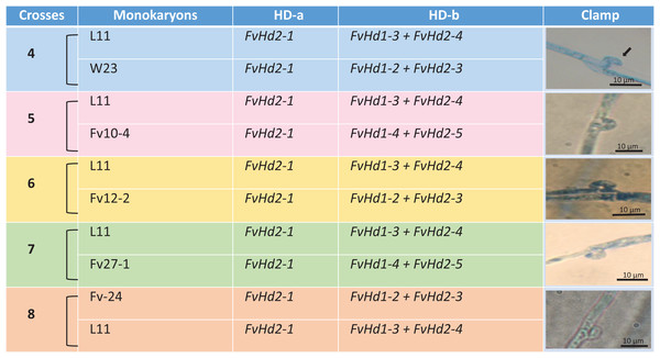 Crosses (4–8) between six F. velutipes strains (L11, W23, FV12-2, FV27-, Fv01-4, Fv-24) with similar HD-a but different HD-b subloci.