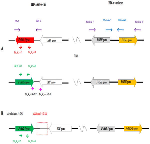 (A) Overview of the HD-a and HD-b subloci of Flammulina velutipes, and the locations of general (purple, blue) and gene specific (red or green) primer binding sites, (B) HD-a and HD-b sublocus of Fv25-1, with additional 4.9 kb sequence indicated in break line box.