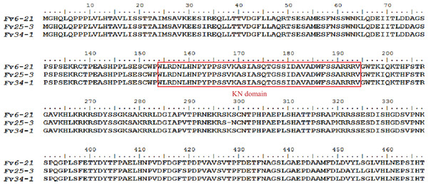 Alignment of protein sequences of FvHd_A_1-1 of Flammulina velutipes strains (Fv6-21, Fv25-3, and Fv34-1).