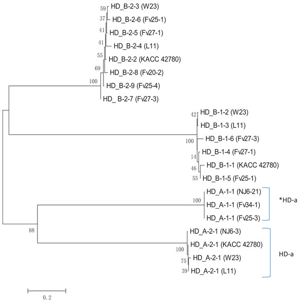 Phylogenetic tree of HD1 and HD2 protein sequences from F. velutipes, is demonstrating sublocus specific grouping.