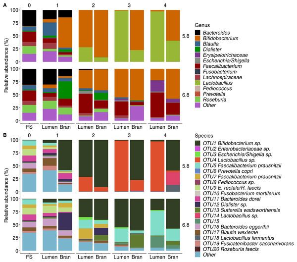 Shifts in genus (A) and species (B) level microbial community composition of donor 1 during consecutive enrichment steps with wheat bran as the sole nutrient source.