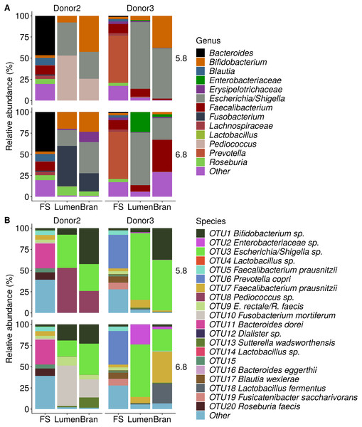 Shifts in genus (A) and species (B) level microbial community composition of donor 2 and 3 after four enrichment steps with wheat bran as the sole nutrient source.