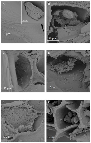 SEM images of the fermented wheat bran residue after 24 h.