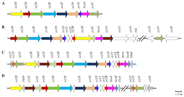 Clusters of nitrogen-fixation related genes between P. polymyxa WLY78 and other nitrogen-fixing bacteria.