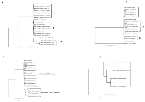 Bayesian analysis of near complete genome of Bean common mosaic necrosis virus (BCMNV) and Cowpea aphid-borne mosaic virus (CABMV) with nodes in each branch labeled with posterior probabilities.