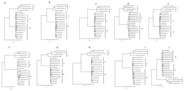 Consensus trees sampled in a Bayesian analysis of Bean common mosaic necrosis virus (BCMNV) and Cowpea aphid-borne mosaic virus (CABMV) (A), coat protein (CP) (B) CI (C) Nlb (D) PI (E) Hc-Pro (F) P3 (G) Nla-Pro (H) Nla-Vpg (I) 6K2 (J) 6K1.