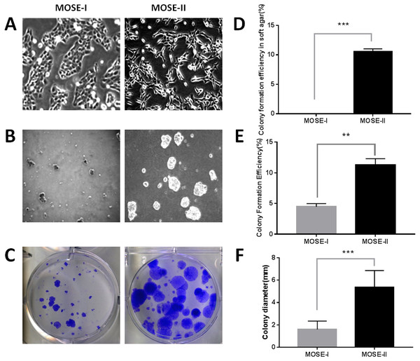 Characterization of MOSE-I and MOSE-II cells in vitro.