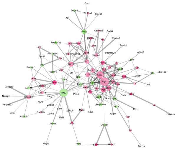 The DEGs-formed protein-protein interaction network.