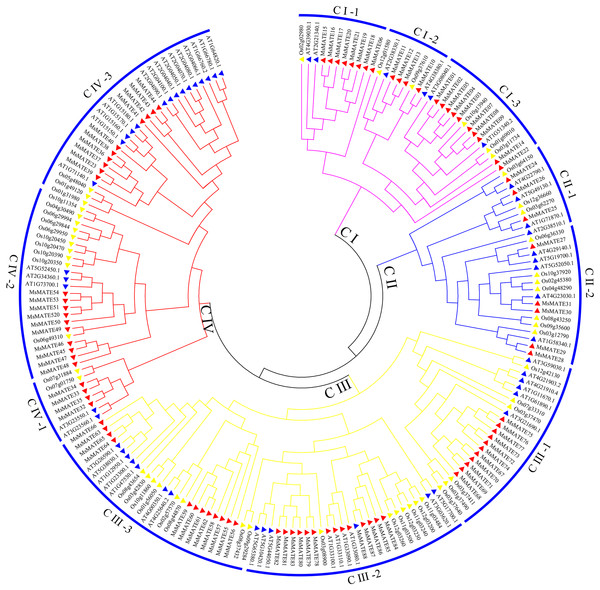 Phylogenetic tree of MATE proteins from Arabidopsis, rice, and alfalfa.