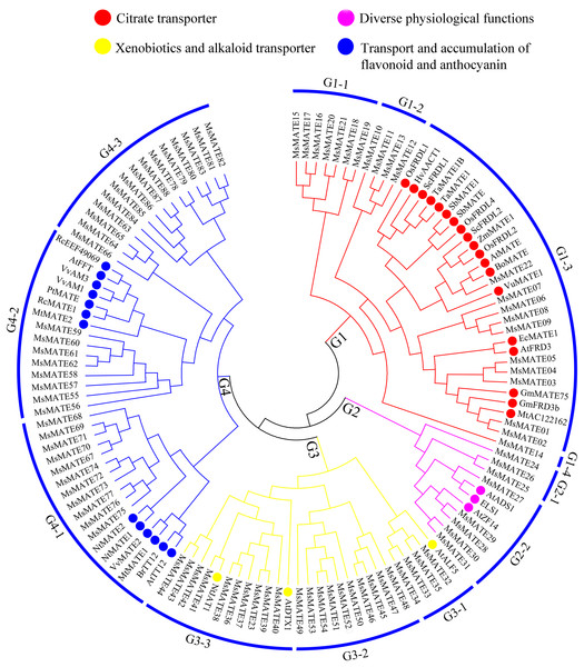 Functional annotation of MATE proteins from alfalfa and other plants.