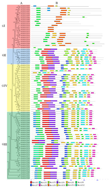 Phylogenetic relationships and domain compositions of the MsMATE proteins.