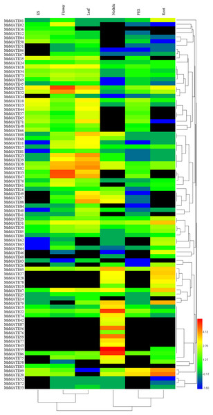 Heatmap representation and hierarchical clustering of the MsMATE genes in various tissues of alfalfa.