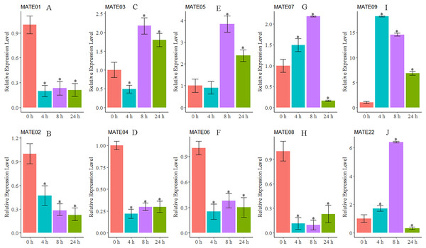  The relative expression ratio of ten representative MsMATE genes in Al stress have been calculated with reference gene.