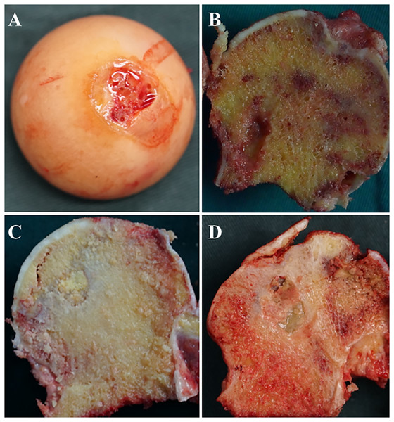 Images of femoral heads and position of specimens.