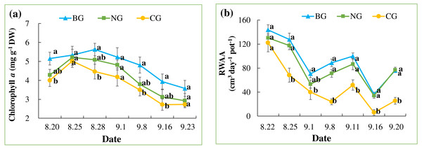 Leaf chlorophyll a content (A) and root water absorption activity (RWAA) (B).
