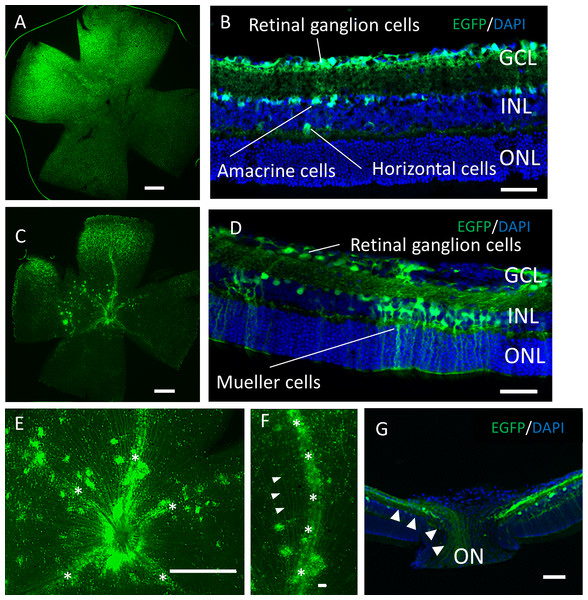 Evaluation of AAV-DJ vector for retinal gene therapy [PeerJ]