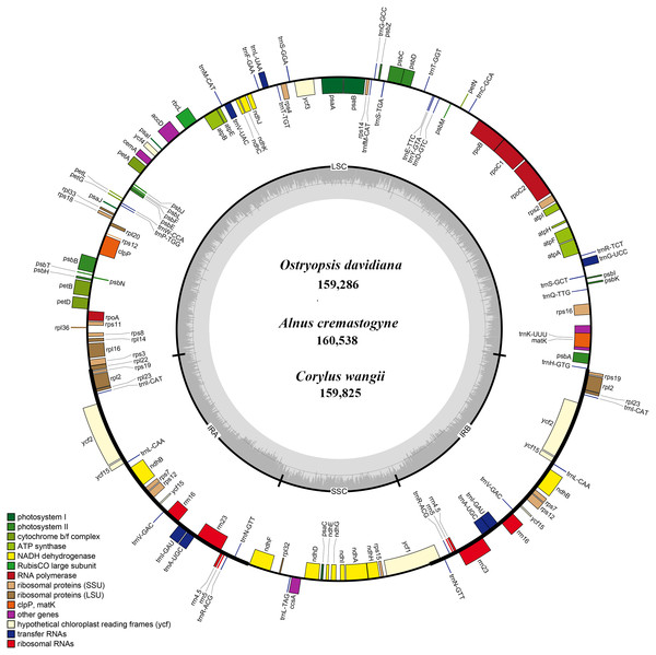 The genome maps of three Betulaceae chloroplast genomes.