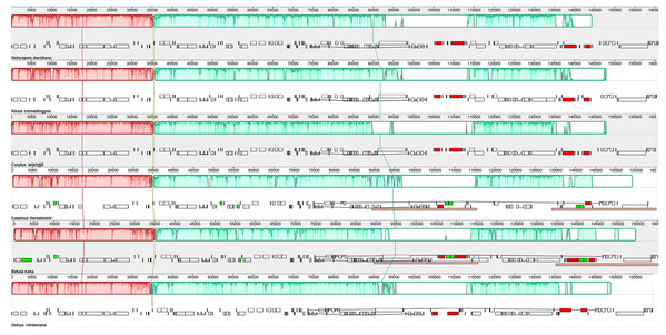 Synteny and rearrangements detected in six Betulaceae chloroplast genomes using the Mauve multiple-genome alignment program.