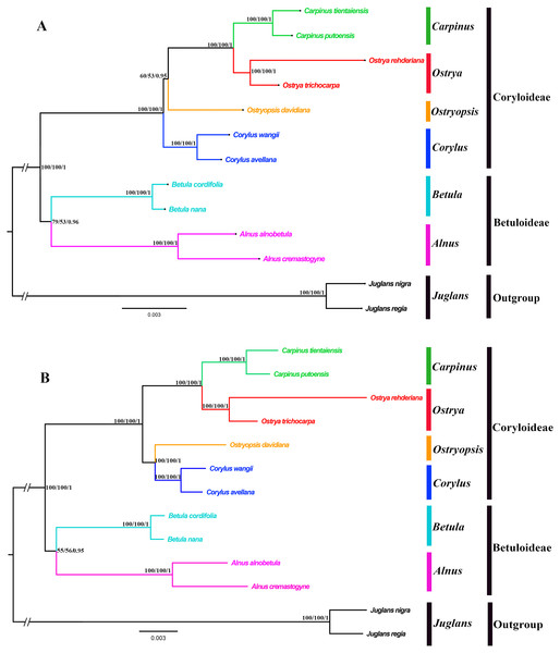 Phylogenetic trees of Betulaceae as inferred from two data partitions using ML and BI methods.