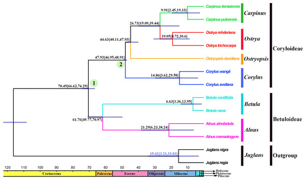 Fossil-calibrated phylogeny generated by BEAST using an uncorrelated relaxed clock.