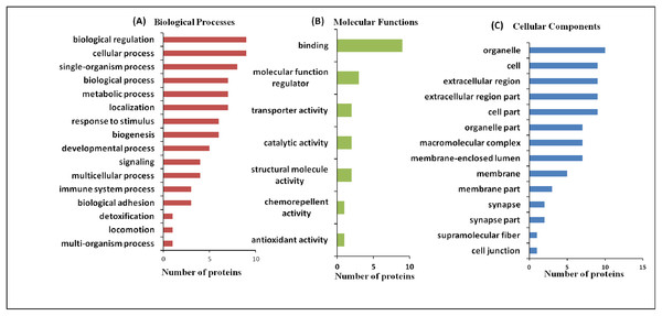 Functional classification of differentially expressed proteins identified in three case groups.