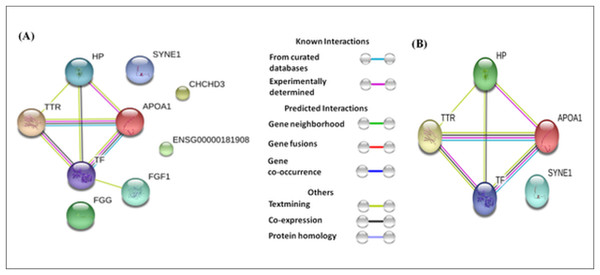 Protein-protein interaction network based on STRING analysis.