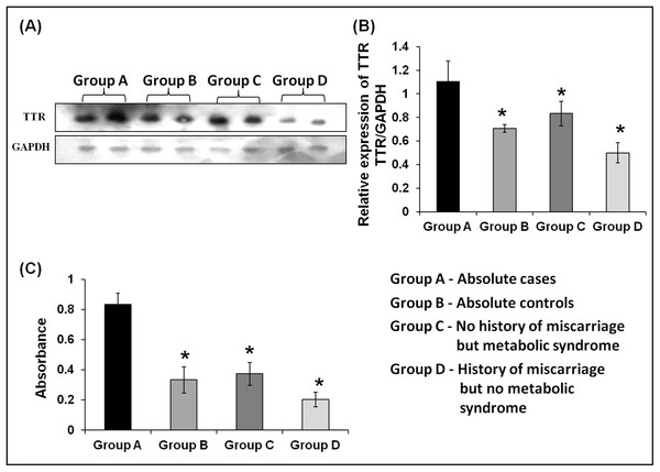 Validation of expression of TTR in three case groups using Western blot analysis and ELISA.