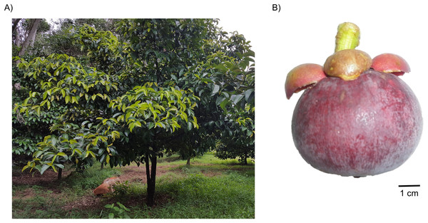 A representative mangosteen tree grown at the experimental plot of Universiti Kebangsaan Malaysia (UKM), Malaysia (A) and a ripened mangosteen fruit (B).