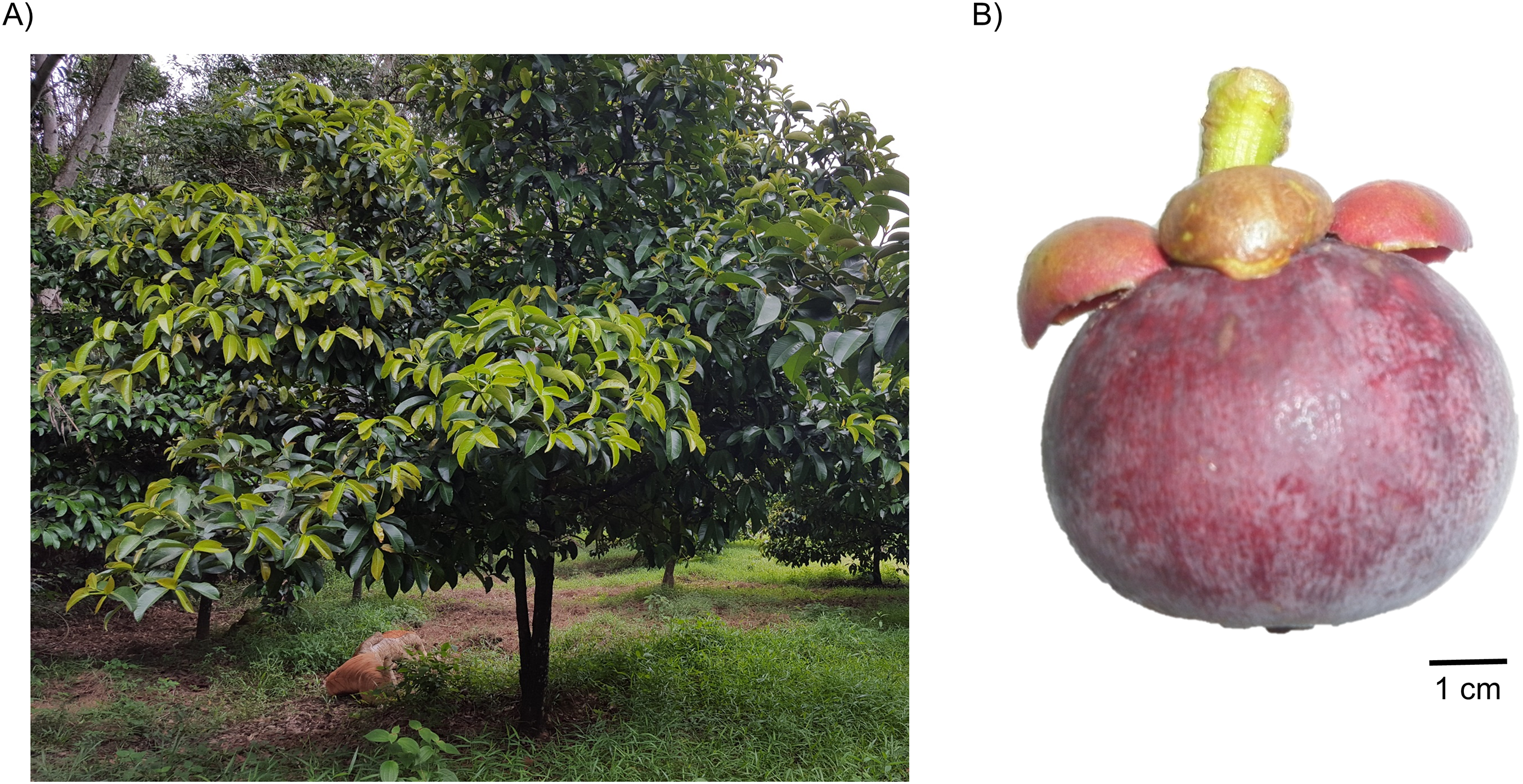 updates on metabolite and medicinal benefits mangosteen plant [PeerJ]