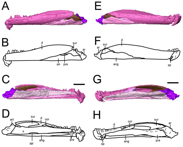 Selected profiles of the mandibles of referred specimen of Llistrofus pricei (OMNH 79031).