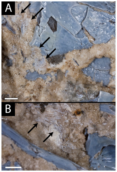 Photographs of the scales of referred specimen of Llistrofus pricei (OMNH 79031).