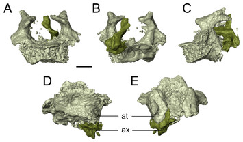 New material of the ‘microsaur’ Llistrofus from the cave deposits of ...