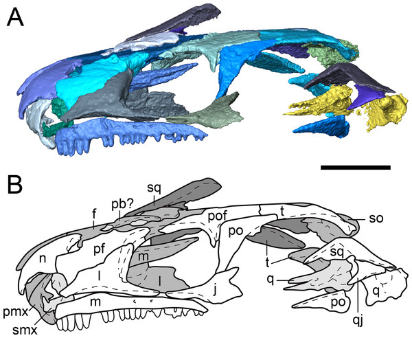 Partial dorsal skull roof of referred specimen of Llistrofus pricei (OMNH 79031) in left lateral profile.