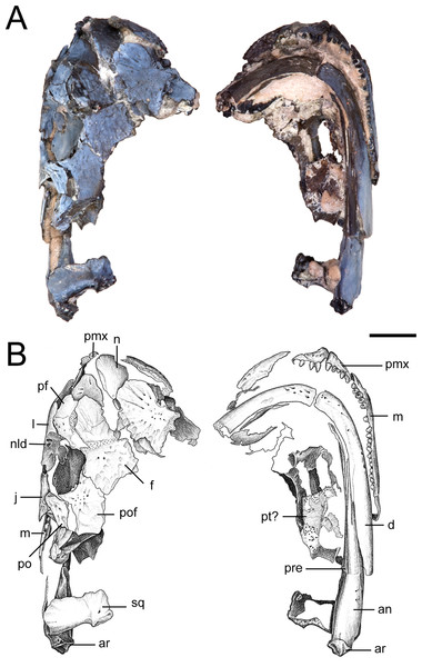 Partial skull of referred specimen of Llistrofus pricei (OMNH 73718).