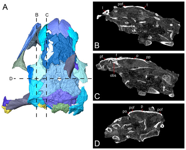 Tomographic slices through the referred specimen of Llistrofus pricei (OMNH 79031) showing sutural relationships of the cranial elements.