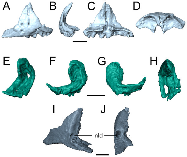 Selected profiles of the selected snout elements of referred specimen of Llistrofus pricei (OMNH 79031).